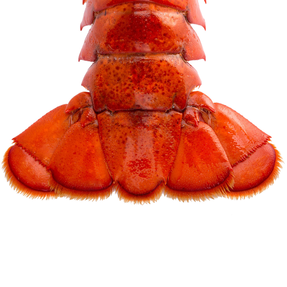 Brazil lobster tail